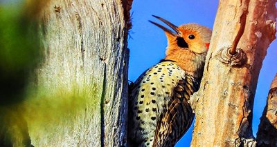 Northern Flicker DSCN05779