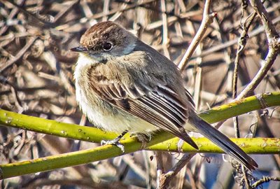 Eastern Phoebe DSCN06257