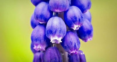 Grape Hyacinth Closeup DSCN06646