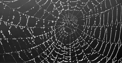 Dewy Spider Web DSCN06452