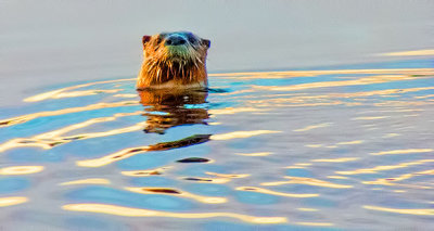 Otter Head DSCN07436