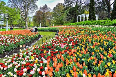 2017 Tulip Festival DSCN08017