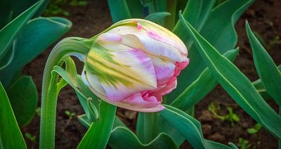 2017 Tulip Festival DSCN07981