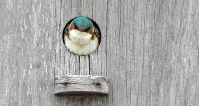 Swallow In A Birdhouse DSCN08474