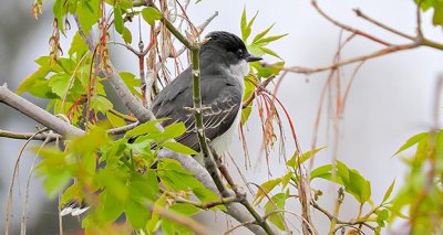 Kingbird In A Tree DSCN07864
