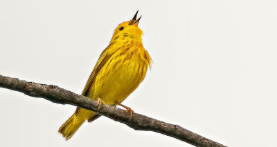 Yellow Warbler Warbling DSCN08670