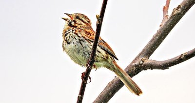 Song Sparrow Singing DSCN08679