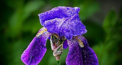 Wet Purple Iris P1200426