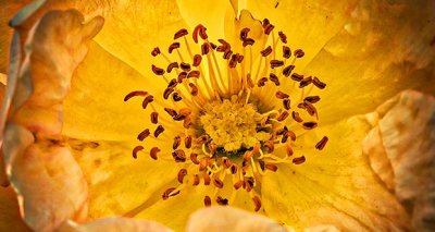 Yellow Wild Rose Stamen DSCN09158