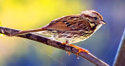 Song Sparrow Posing DSCN10373