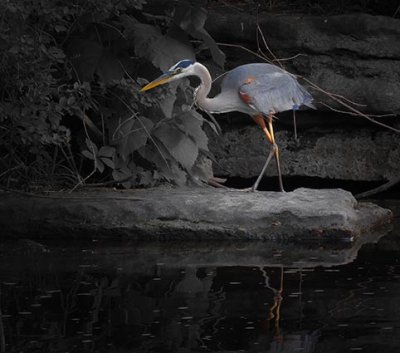 Great Blue Heron DSCN10232