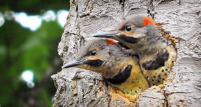 Juvenile Flickers DSCN10996