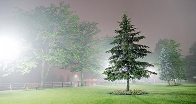 Pine In Night Fog P1210705