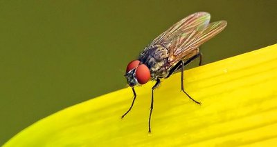 Fly On A Budding Daylily DSCN11078