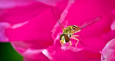 Hoverfly On A Pink Peony DSCN11367