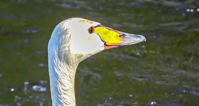 Swan Head-JPG DSCN11462