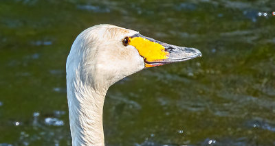 Swan Head-RAW DSCN11462