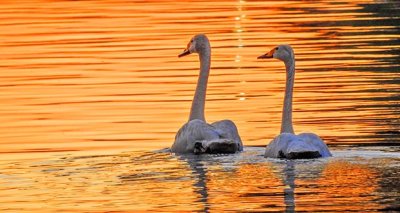 Swans At Sunrise DSCN11517