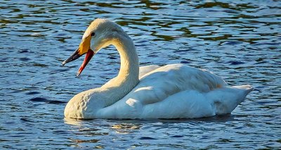 Swan Honking DSCN11877