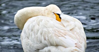 Snoozing Swan DSCN12028