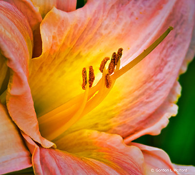 Pink Daylily Stamen DSCN12984