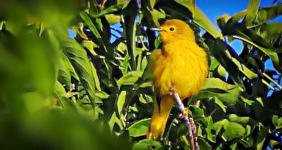 Yellow Warbler In A Tree DSCN13030