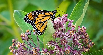 Monarch On A Milkweed DSCN13084