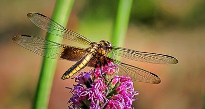 Dragonfly On A Purple Flower DSCN13174