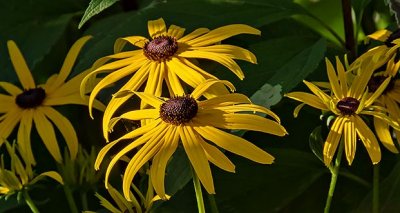 Sunstruck Black-eyed Susans DSCN13618