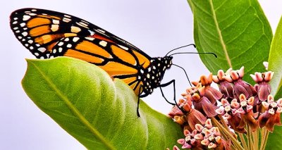 Monarch On A Milkweed DSCN13098