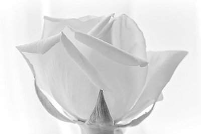 White Rose P1050460