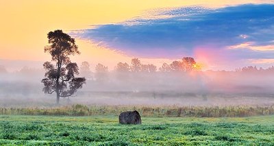 Tree & Bale In Foggy Sunrise P1250445-51