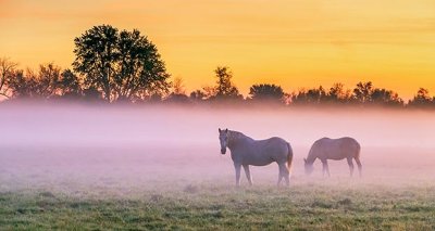 Horses In Sunrise Ground Fog P1260332-4