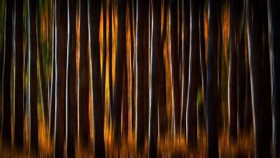 Autumn Color Beyond Pines Blurred DSCN15977