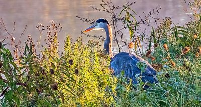 Heron In The Weeds DSCN15489-90