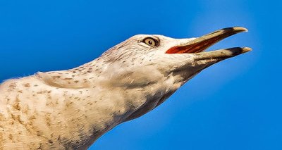Loudmouth Gull Closeup DSCN17223