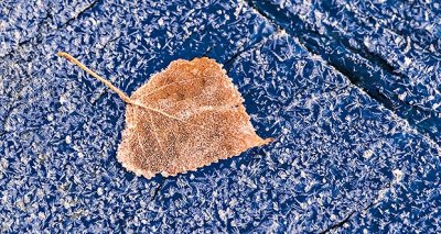 Autumn Leaf & Frost P1270485-7