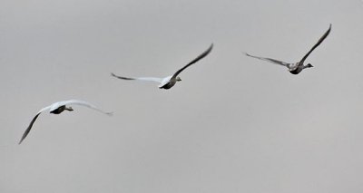 Swans In Flight DSCN17388