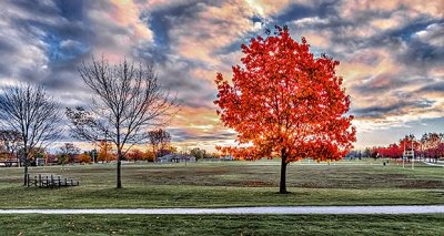 Backlit Autumn Tree Beside Soccer Field DSCN16962-7