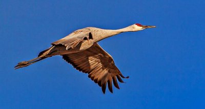 Sandhill Crane In Flight 73174