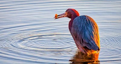 Reddish Egret With Catch 38798