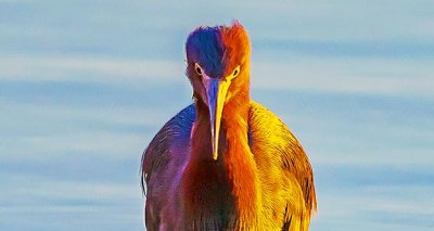 Reddish Egret Staredown 38795 (crop)