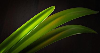 Sunstruck Amaryllis Leaf DSCN18807