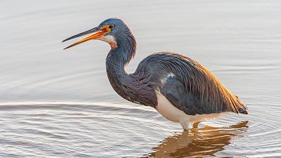 Tricolored Heron 39629