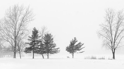 Three Pines In Snowstorm DSCN19061-3