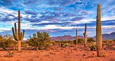 Arizona Desert Scene 75010