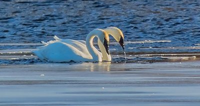 Sychronized Swans DSCN19364