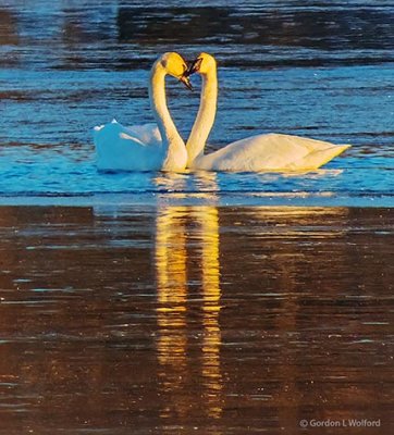 Swan Love At Sunrise DSCN19914