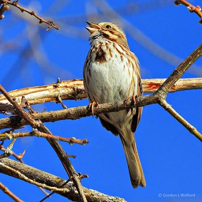 Song Sparrow Singing DSCN20595