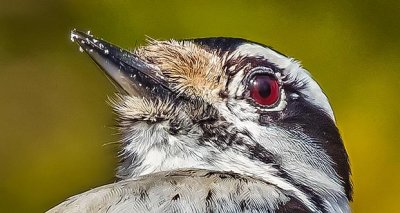 Downy Woodpecker Crop DSCN20738